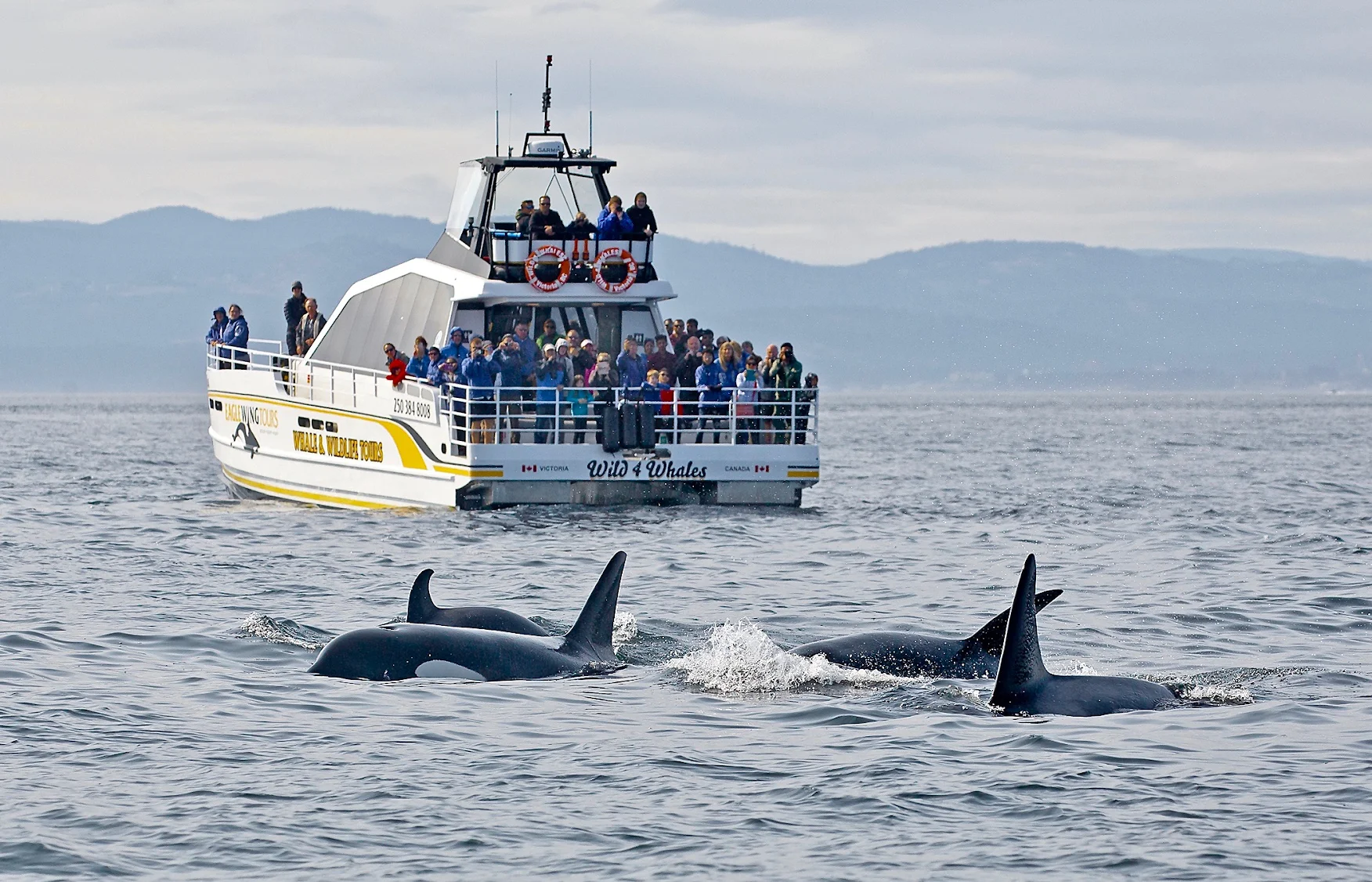 Eagle Wing Whale & Wildlife Tours